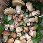 Alojamento de Turismo Rural La Del Parco Morano Calabro