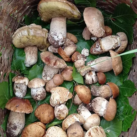 Feriegård La Del Parco Morano Calabro