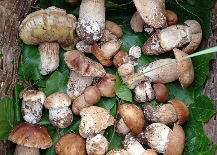 Alojamento de Turismo Rural La Del Parco Morano Calabro